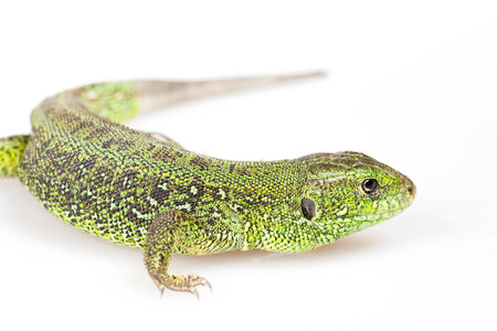 Green Lizard photo