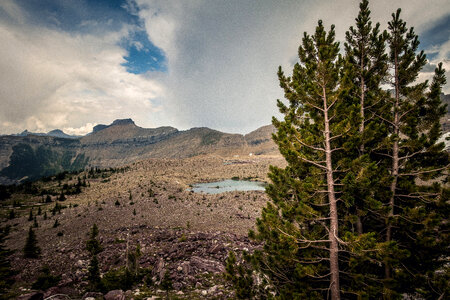 Alpine Trees in Glacier National Park photo