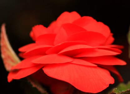 Beautiful beautiful flowers biology