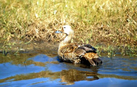 Animal aquatic bird bird photo