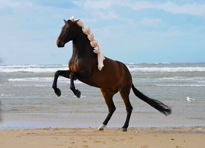 Animal stallion mammal