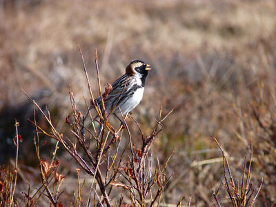 Male Laplland Longspur 