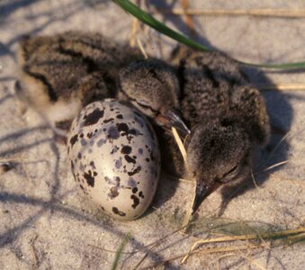 American egg Haematopus bachmani
