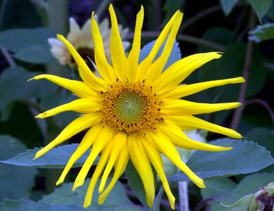 Summer plant flower photo