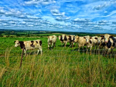 Pasture france landscape photo