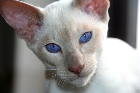 Eyes blue white