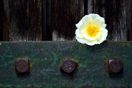 Beautiful Flowers blooming blossom