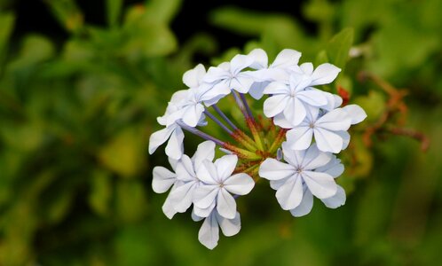Floral blossom bloom