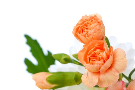 Bud carnation decoration