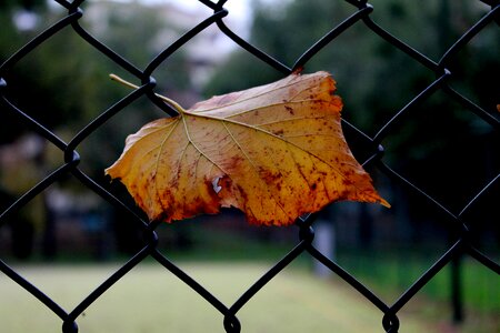 Autumn brown leaf winter photo