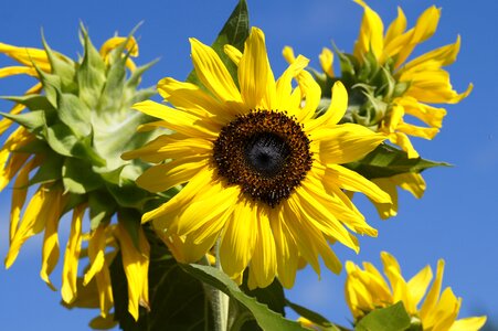 Sunflower photo