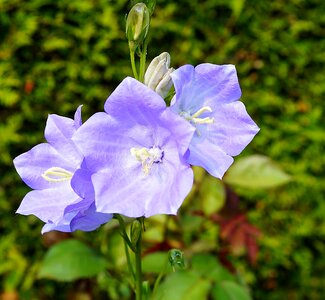 Blue garden summer photo