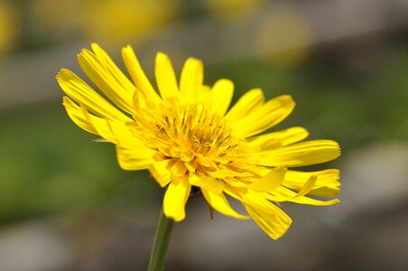 Plant yellow flower blossom