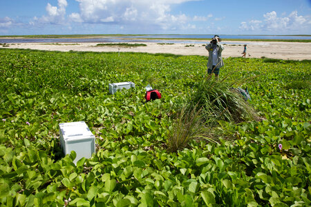 Nihoa Millerbird Translocation-2