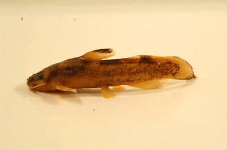 Noturus miurus-3