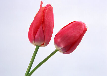 Two spring flowers. Tulips photo