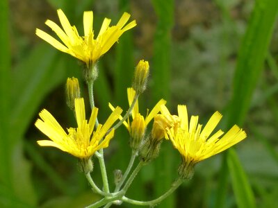 Bloom flower yellow photo