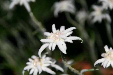 Fluffy white alpine flower photo