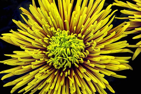 Feather flower flowering