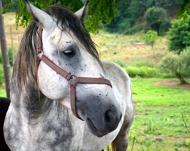 Horse animal nature