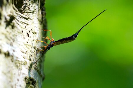 Nature tree bark sting photo