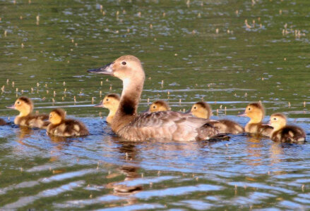 Canvasback brood photo