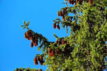 Branch flora landscape