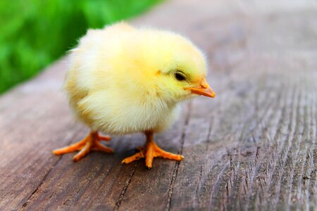 Curious Yellow Chick photo