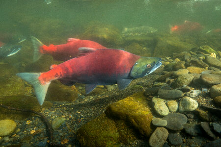 Sockeye Salmon-1 photo