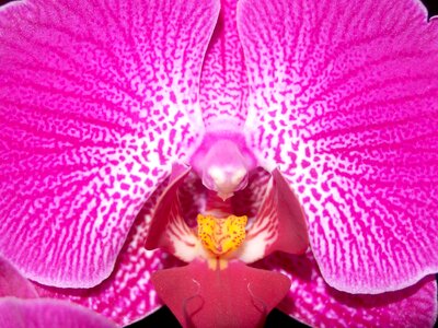 Beautiful beautiful flowers blooming