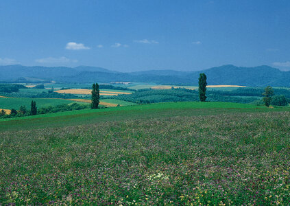 Green field and blue sky photo