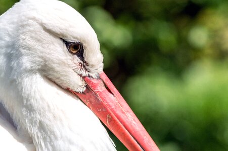 Animal beautiful photo bird