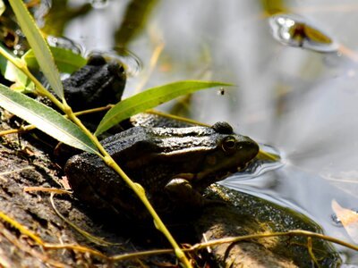 Riverbank amphibian frog photo