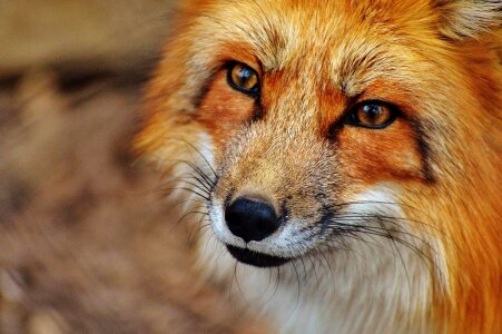 Animal animals beautiful photo
