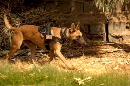 Trained working stalking