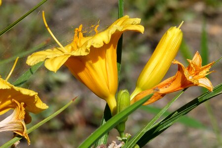 Fresh floral summer photo