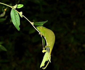 Animal chameleon branch photo