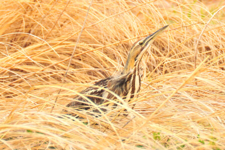 American bittern