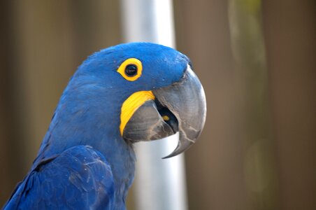 Beak eye colorful photo
