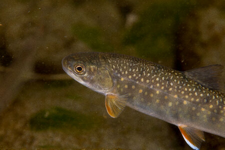 Dolly Varden-4