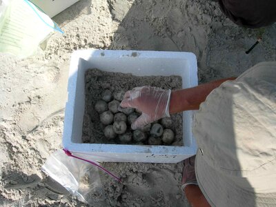 Biologist excavation mare