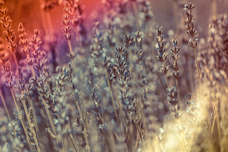 Lavender field with light leak effect photo