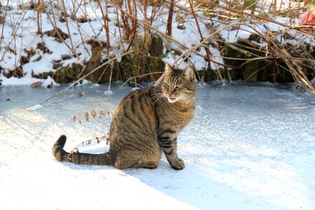 Cat winter ice photo