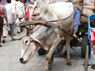 Work the burden of fatigue