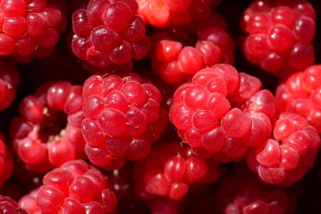 Beautiful Photo berry calorie