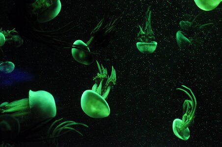 Aquatic organisms marine life aquarium