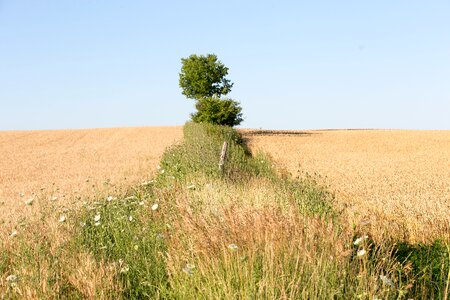 Countryside field food photo