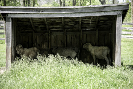 Sheep Barn on the farm