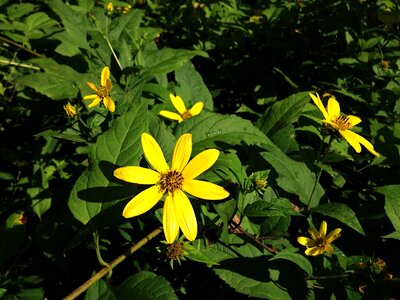 Blossoming forest sunflower