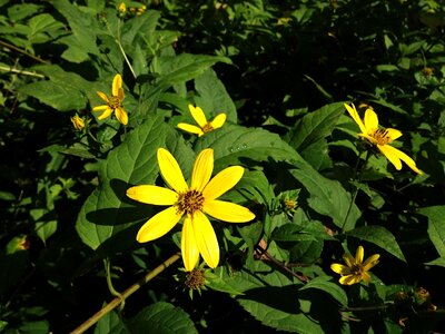 Blossoming forest sunflower photo